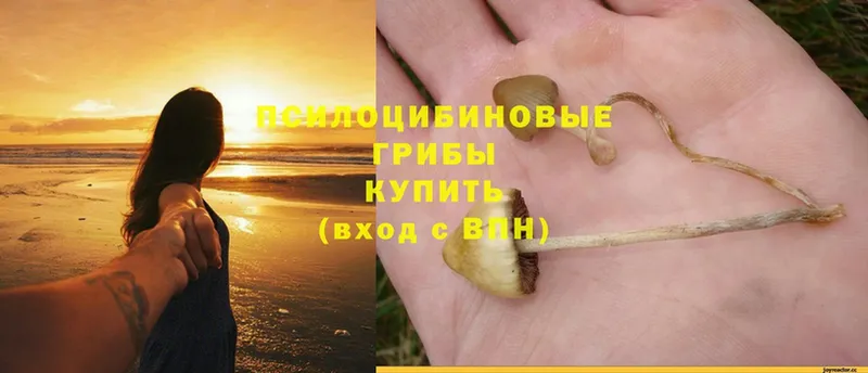 Псилоцибиновые грибы Psilocybe  Копейск 